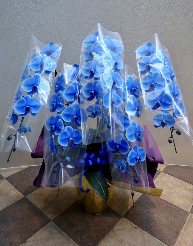 青い胡蝶蘭の５本立ちになります。2本立ち、３本立ちが一般的ですのでとても珍しい本数の胡蝶蘭です。ゴールドのラッピングでさらに豪華さを出しました。
